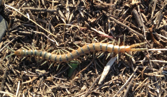 Image of Common Desert Centipede