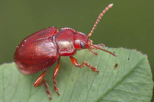 Image of Chrysolina (Chrysolina) staphylaea (Linnaeus 1758)