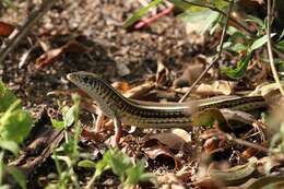 Image of Yellow-throated Plated Lizard