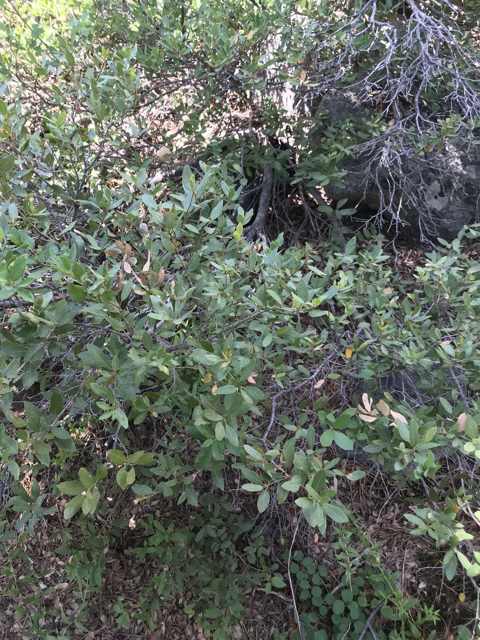 Image of Huckleberry Oak