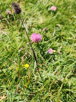 Image of Alopecurus gerardii (All.) Vill.