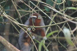 Image of Ornate Titi Monkey