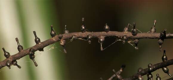 Image of Thamnomyces chordalis Fr.