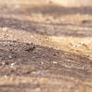 Image of Brown-rumped Bunting