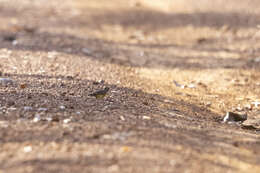 Image of Brown-rumped Bunting