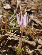 Image of Crocus variegatus Hoppe & Hornsch.