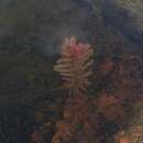 Image of Rotala sahyadrica S. P. Gaikwad, Sardesai & S. R. Yadav