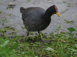 Image of Red-fronted Coot