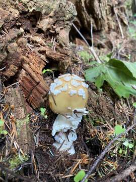 Слика од Amanita breckonii Thiers & Ammirati 1982