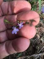 Image of Nuttall's lobelia