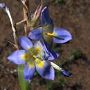 Image of Moraea speciosa (L. Bolus) Goldblatt