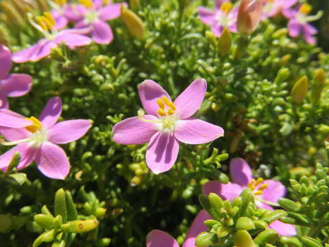 Image of Christmas berry