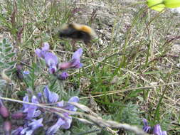 Image de Oxytropis wrangelii Jurtzev