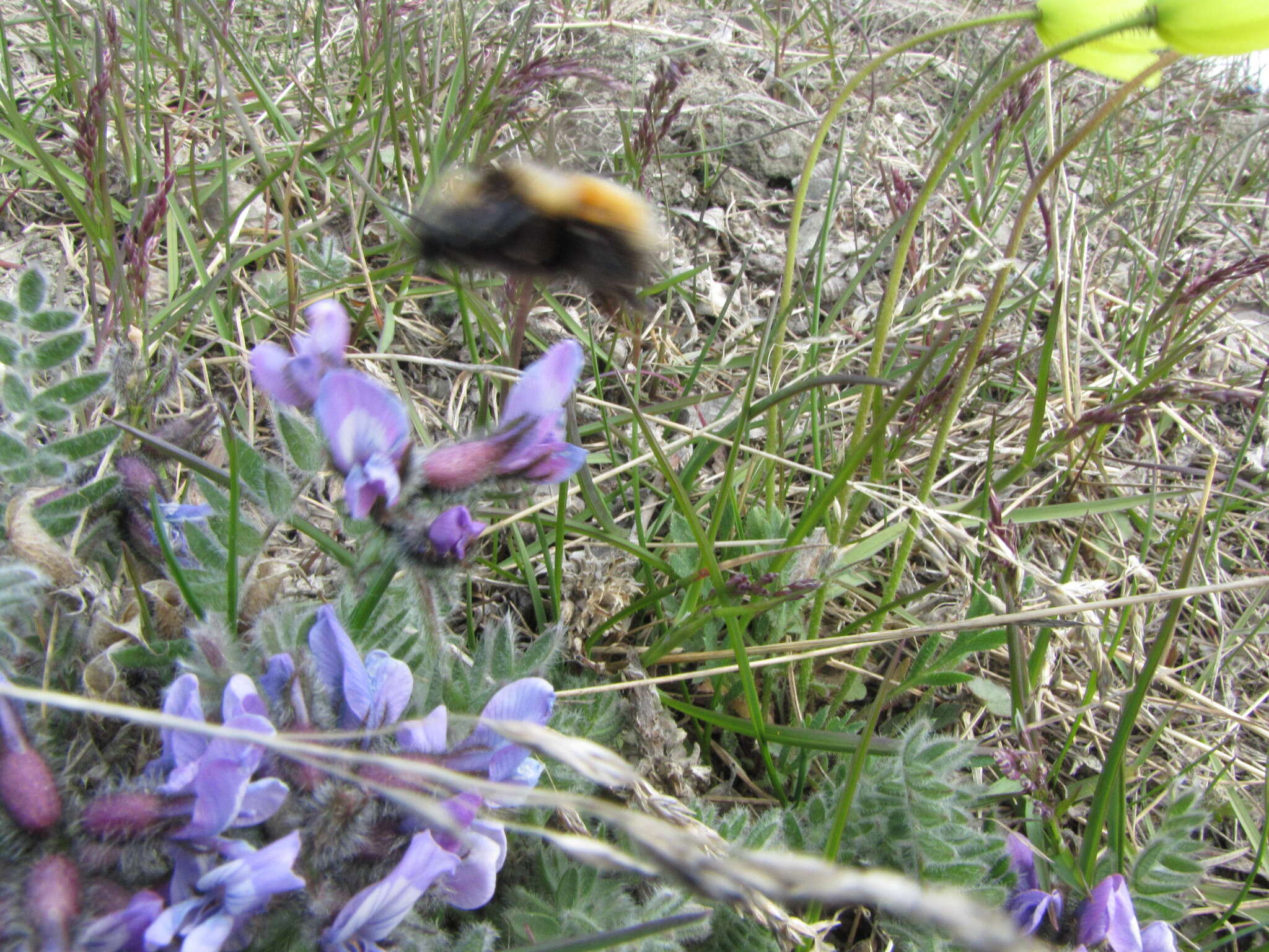 Image de Oxytropis wrangelii Jurtzev