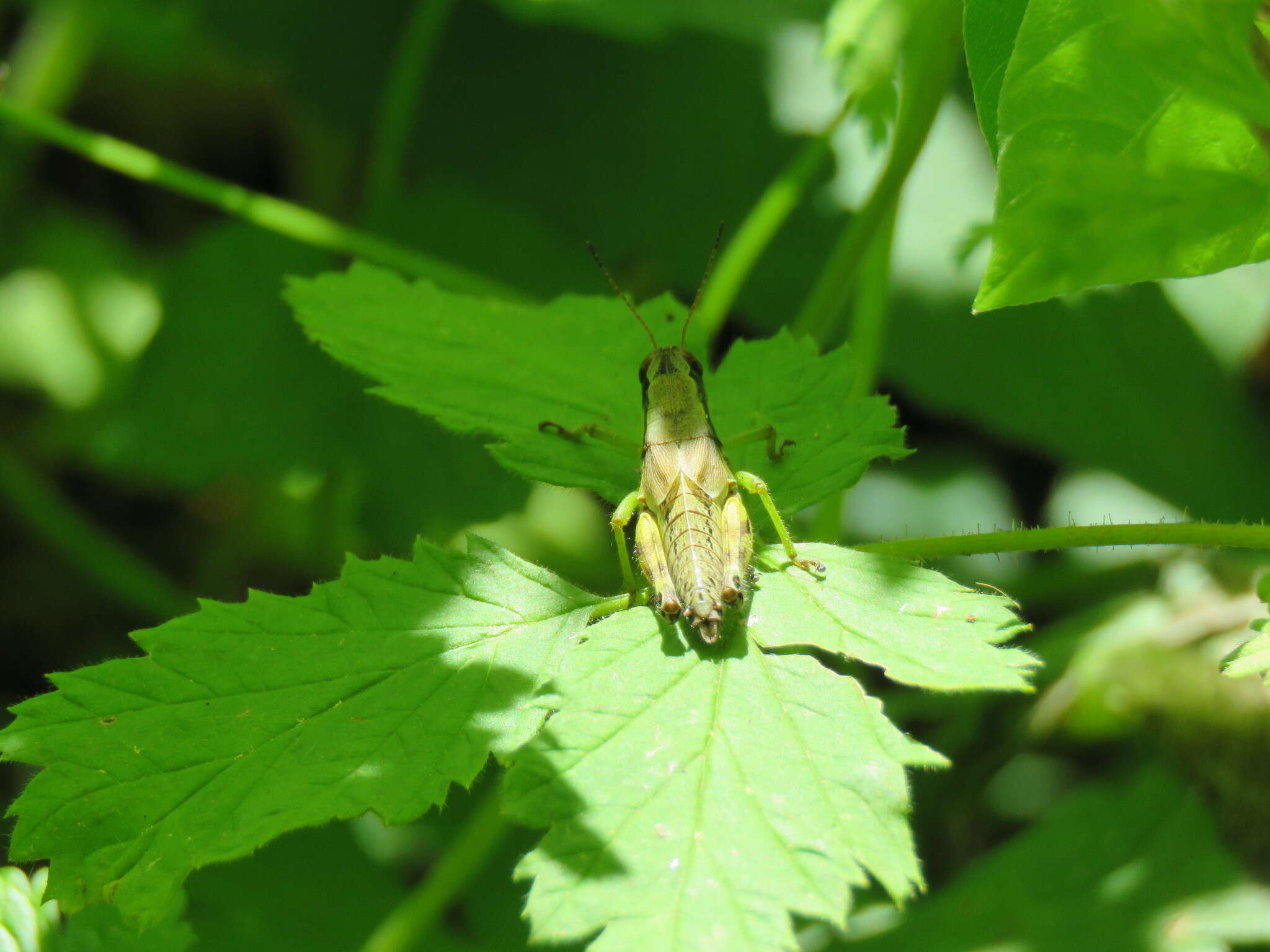 Melanoplus viridipes Scudder & S. H. 1897的圖片