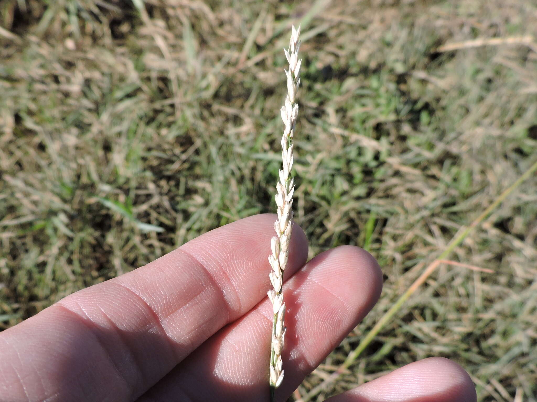 Image of White Fluff Grass