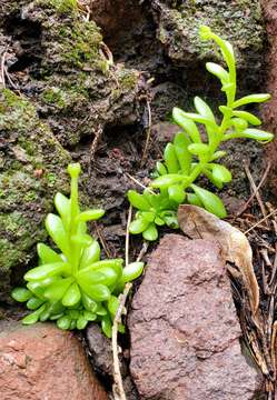 Image of Wright's stonecrop