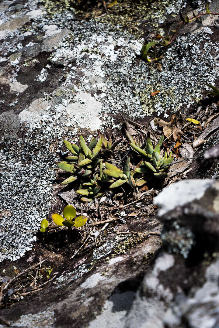 Image of Crassula perfoliata var. heterotricha (Schinz) Tölken