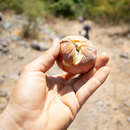 Image of wild cherimoya of Jalisco