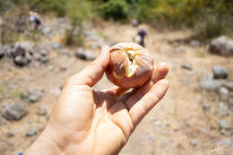 Annona longiflora S. Watson resmi