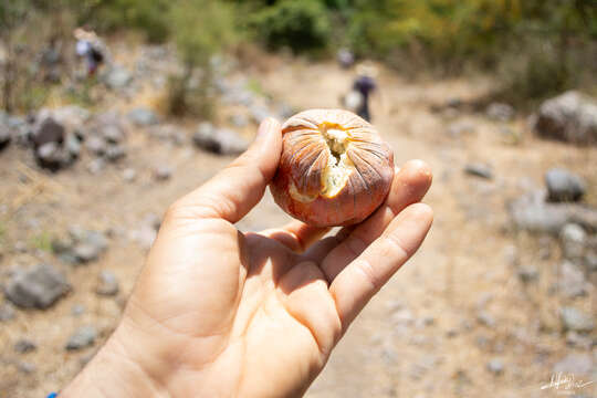 Image of wild cherimoya of Jalisco