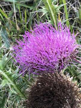 Image of dwarf thistle