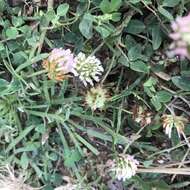 Image of strawberry clover