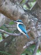 Image of Pacific Kingfisher