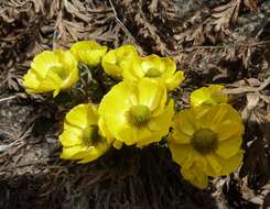 Imagem de Ranunculus adoneus A. Gray