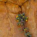 Image of Cliff African Thistle