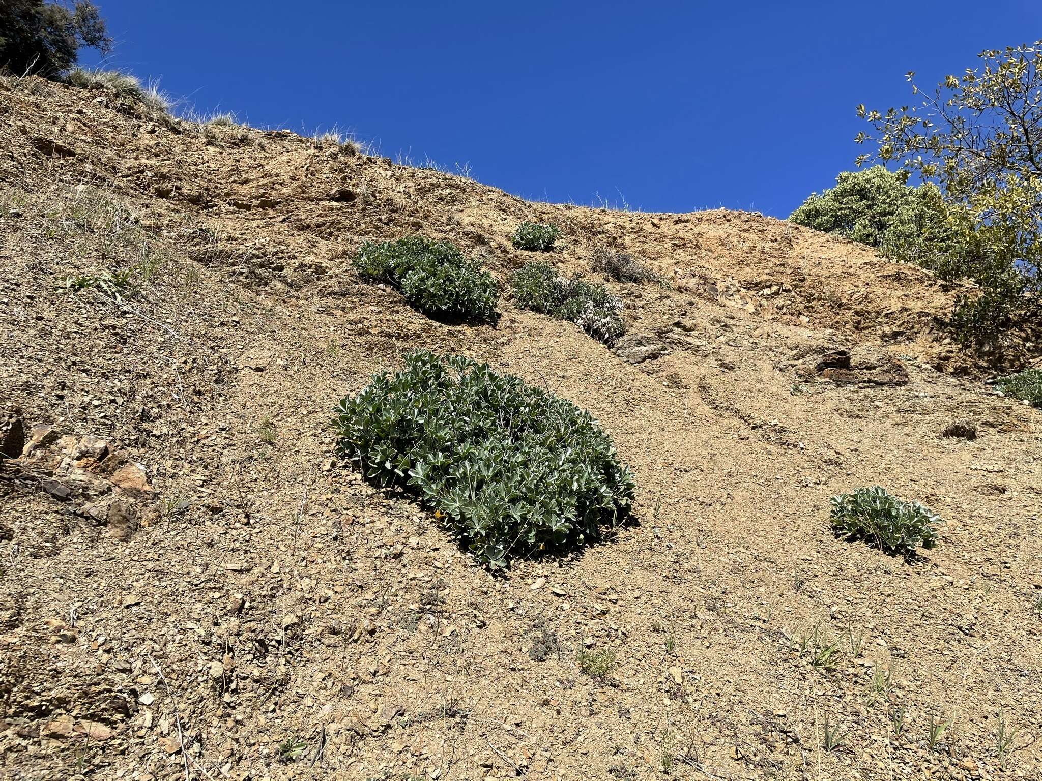 Image of Cobb Mountain lupine