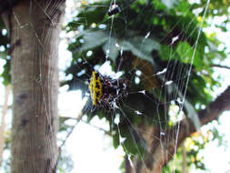 Image of Gasteracantha panisicca Butler 1873