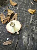 Image of Russula henningsii Sacc. & P. Syd. 1902