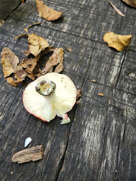 Image of Russula henningsii Sacc. & P. Syd. 1902