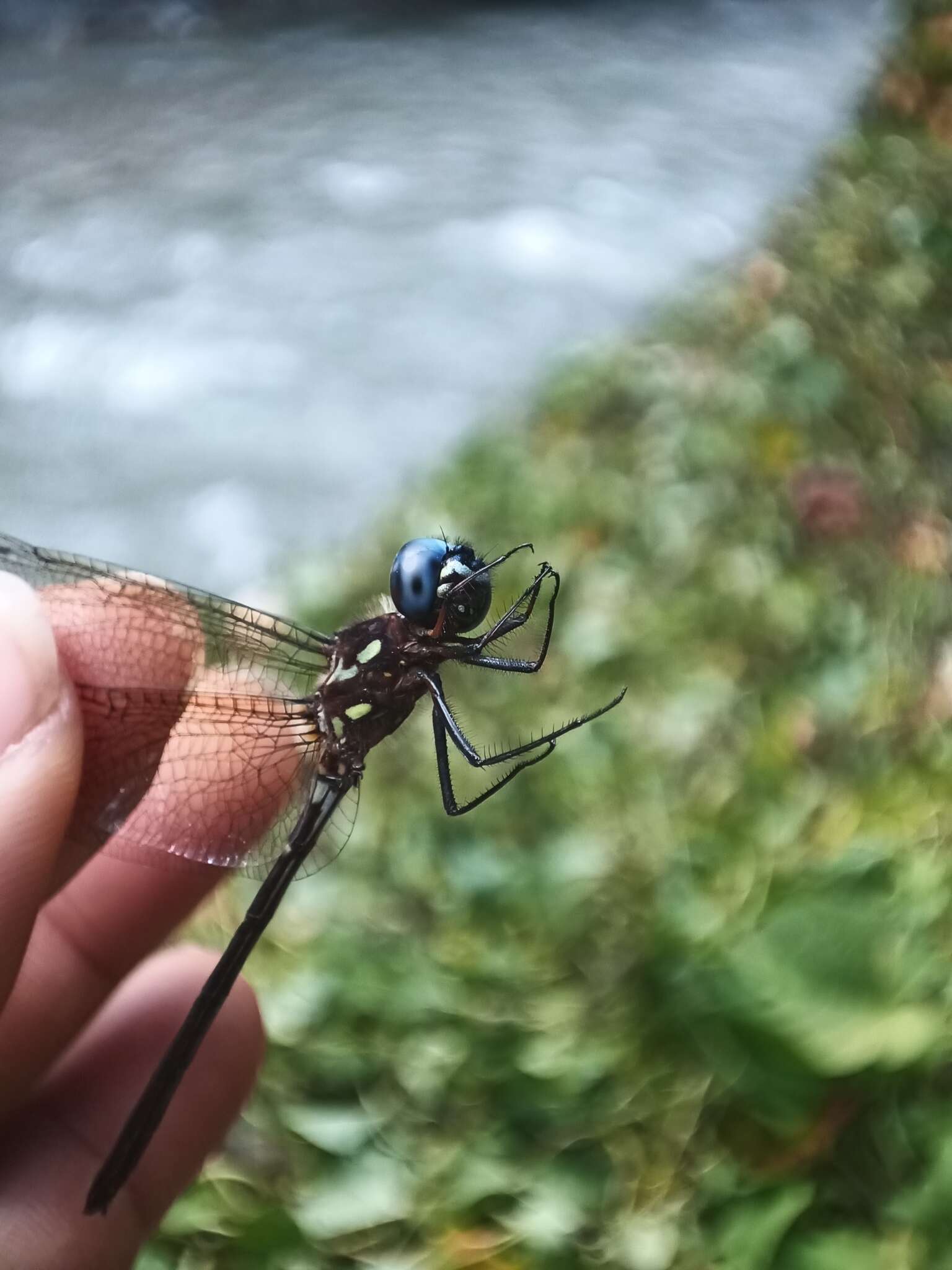 Image of Macrothemis celeno (Selys ex Sagra 1857)