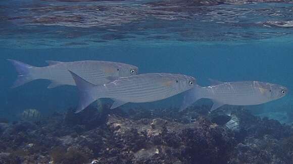 Image of Bluespot mullet