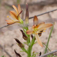 Image of Wachendorfia multiflora (Klatt) J. C. Manning & Goldblatt