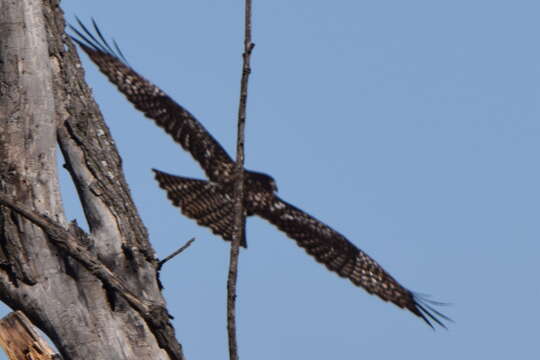 Image of Harlan's Hawk