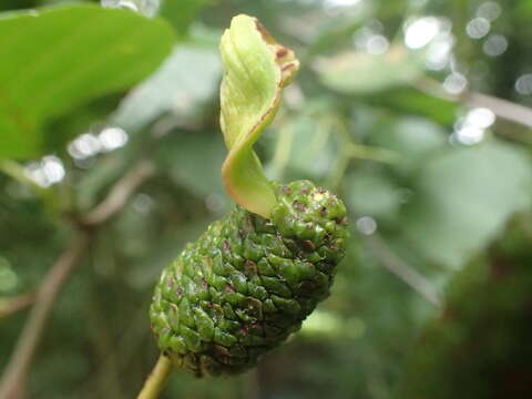 Image of Alder Tongue Gall