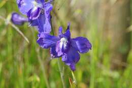 Image of royal larkspur