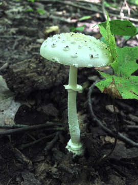 Image de Amanita multisquamosa Peck 1901