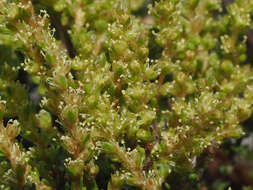 Image of Polpoda stipulacea (Leighton) Adamson