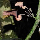 Image of Aristolochia wankeana