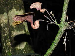 Image of Aristolochia wankeana