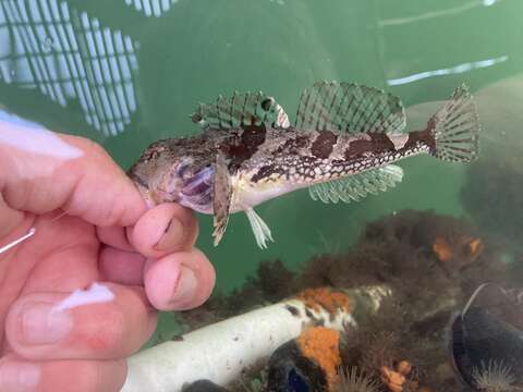 Image of Bonehead sculpin