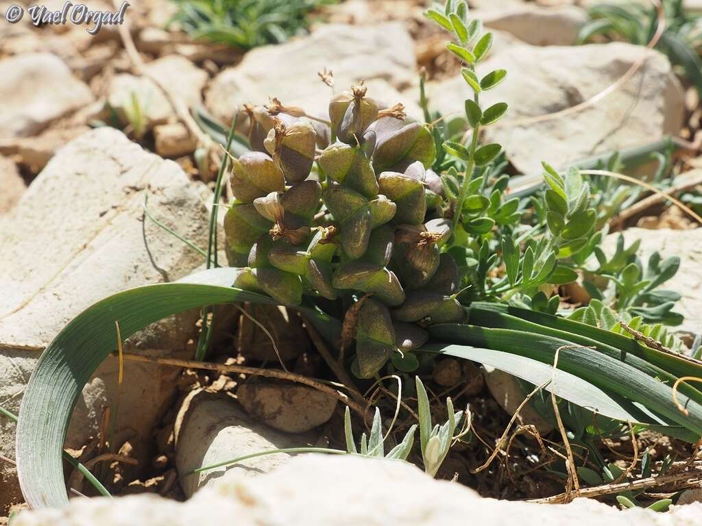 Image de Bellevalia hermonis Mouterde