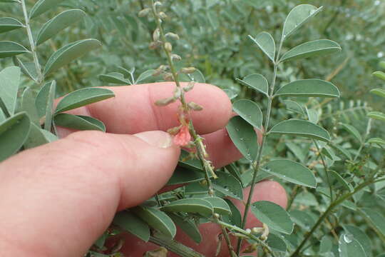 Indigofera lindheimeriana Scheele的圖片