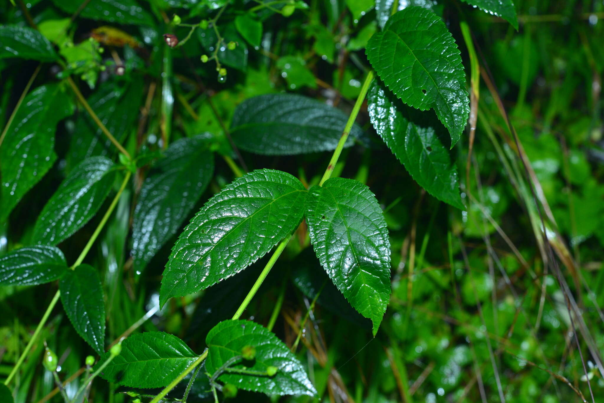 Image de Scrophularia yoshimurae T. Yamaz.