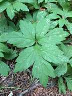 Image of Pacific waterleaf