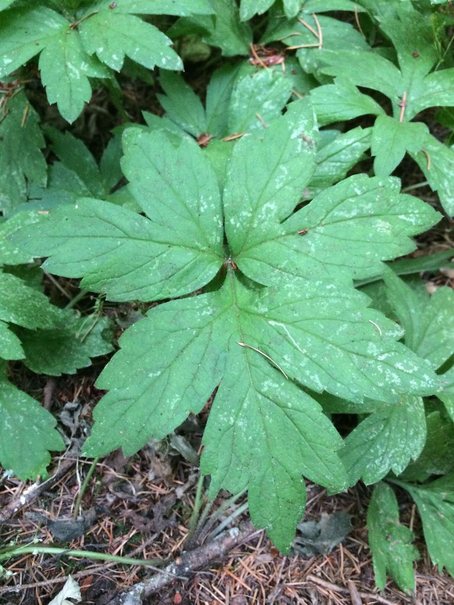 Image de Hydrophyllum tenuipes A. A. Heller